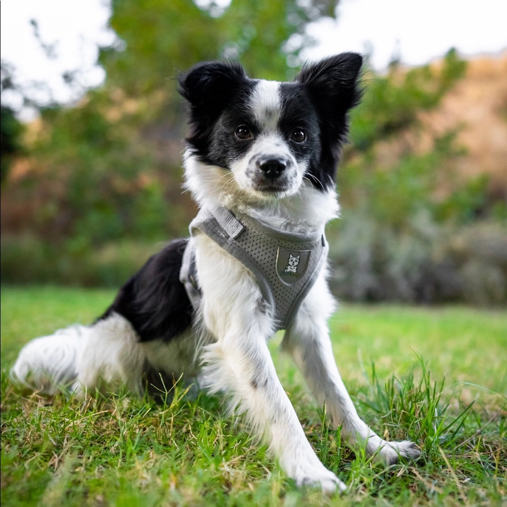 Grey Pet Dog Cat Harness Small Bread